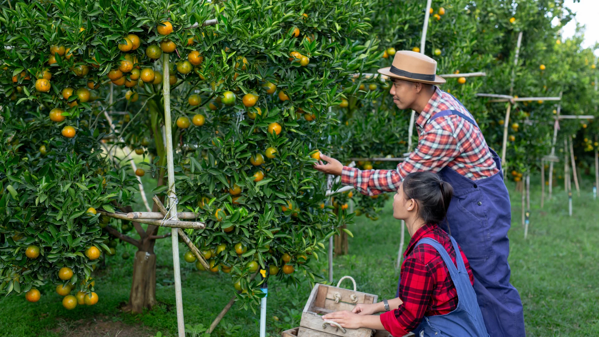 Pelatihan Petani Jeruk Berbasis POC di Banyuwangi