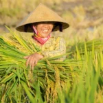 Penggunaan POC Meningkatkan Produktivitas 30%