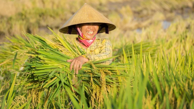 Penggunaan POC Meningkatkan Produktivitas 30%