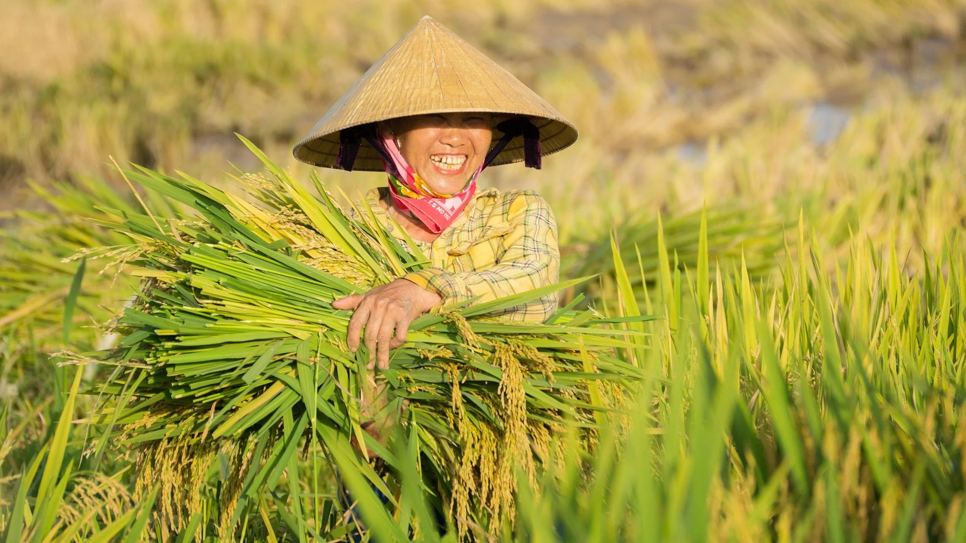 Penggunaan POC Meningkatkan Produktivitas 30%